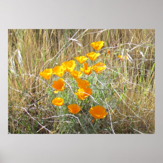 Poster - Kalifornien Poppies (Framsidan)