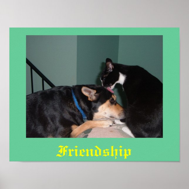 poster katt och hund (Framsidan)