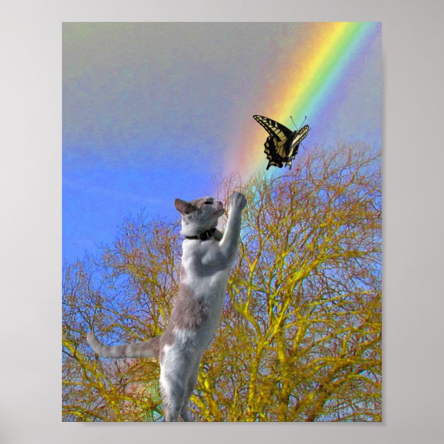 Poster - Kattutsugsfjäril (Framsidan)