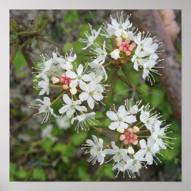 Poster Kirsti Harmaja (Framsidan)