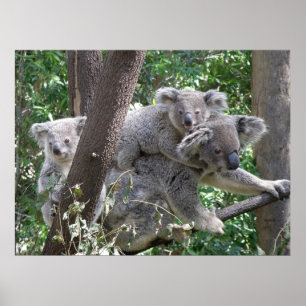 Poster Koala and Two Babies Photo Australia