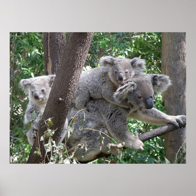 Poster Koala and Two Babies Photo Australia (Framsidan)