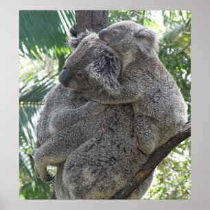 Poster Koala och Spädbarn Australia Photo ZIZAGO