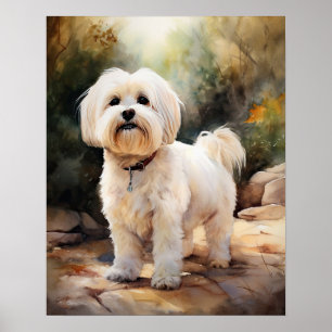 Poster Koton De Tulear Hund Art-utskrift