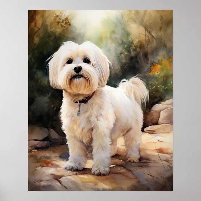 Poster Koton De Tulear Hund Art-utskrift (Framsidan)