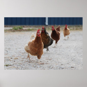 Poster laddning av kycklingar