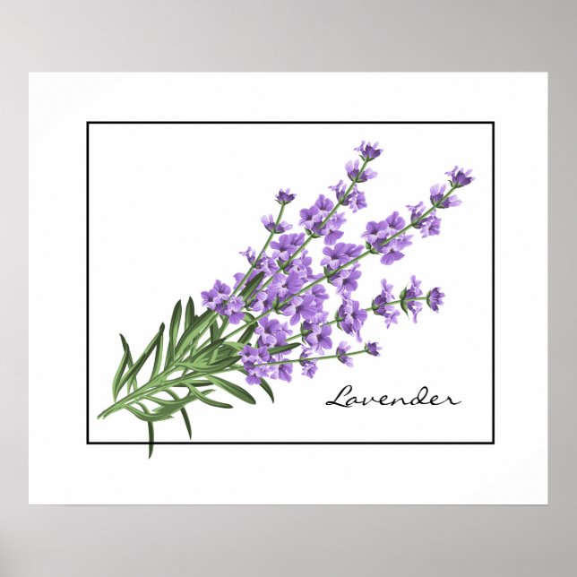 Poster-Lavender Poster (Framsidan)