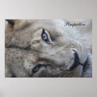 Poster lejont perspektiv