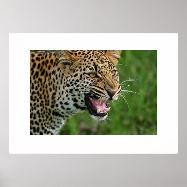 Poster Leopard (Framsidan)