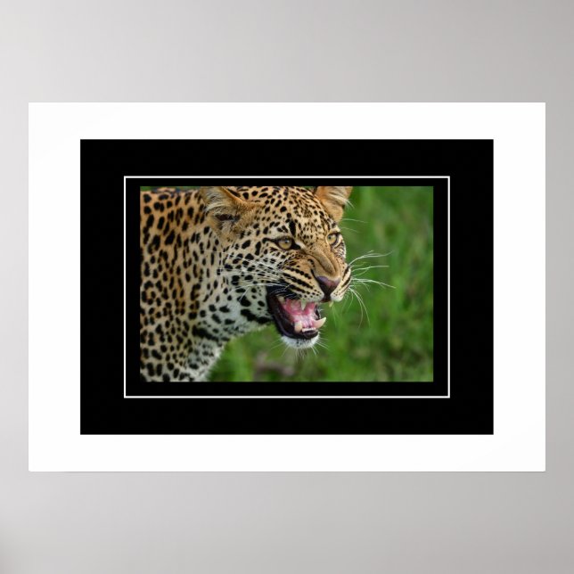 Poster Leopard (Framsidan)