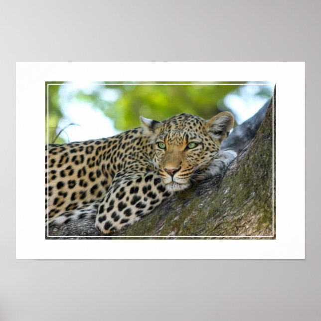 Poster-Leopard Poster (Framsidan)