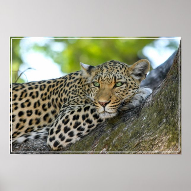 Poster-Leopard Poster (Framsidan)