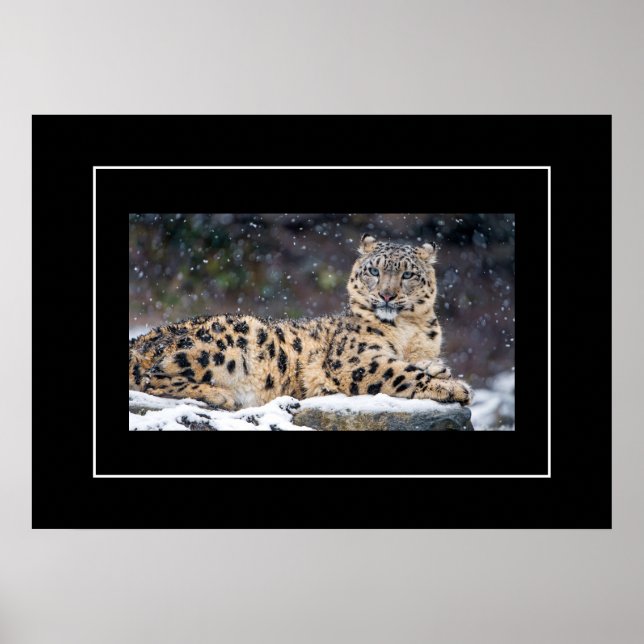 Poster-Leopard Poster (Framsidan)