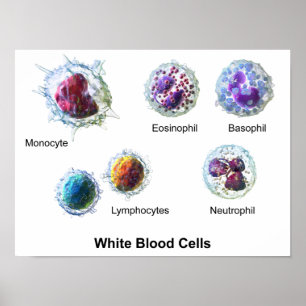 Poster Leukocytdiagram i vita blodkroppar