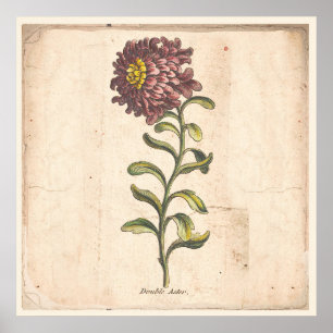 Poster Lila Aster för antika botaniska utskrifter