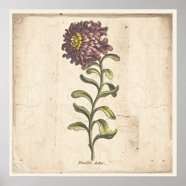 Poster Lila Aster för antika botaniska utskrifter (Framsidan)