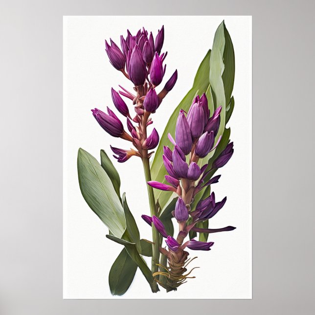 Poster lila Curcuma Flower Art-utskrift (Framsidan)