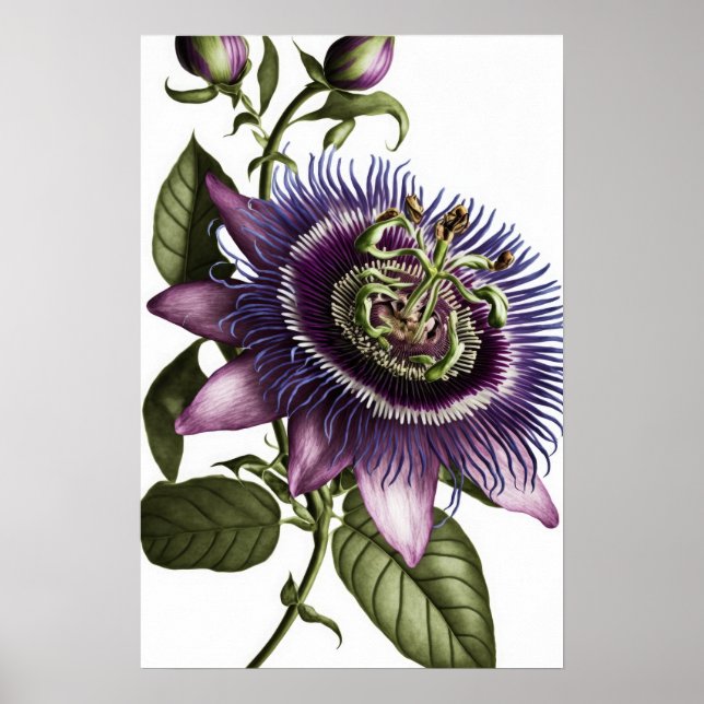 Poster lila Passion Flower Art-utskrift (Framsidan)