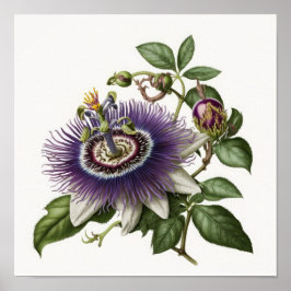 Poster lila Passion Flower Art-utskrift