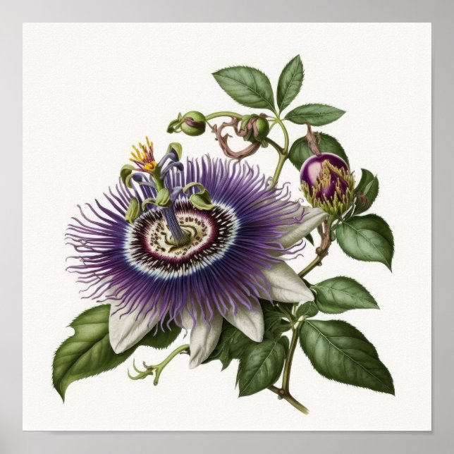Poster lila Passion Flower Art-utskrift (Framsidan)