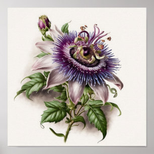 Poster lila Passion Flower Art-utskrift
