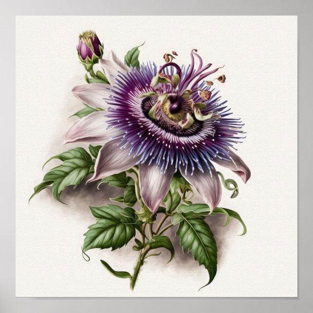 Poster lila Passion Flower Art-utskrift (Framsidan)