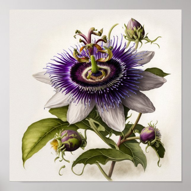 Poster lila Passion Flower Art-utskrift (Framsidan)