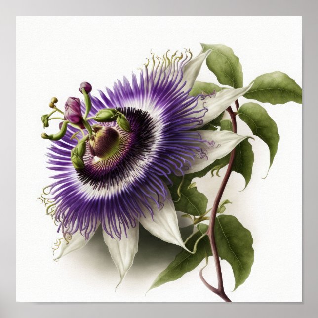 Poster lila Passion Flower Art-utskrift (Framsidan)
