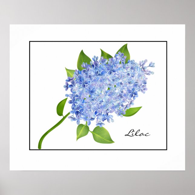 Poster-Lilac Poster (Framsidan)