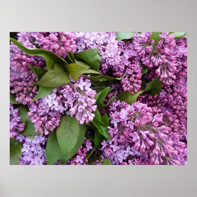 POSTER - Lilacs i Vår-Frankrike (Framsidan)