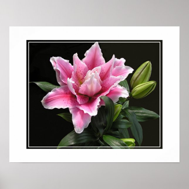 Poster-Lily Flower Poster (Framsidan)