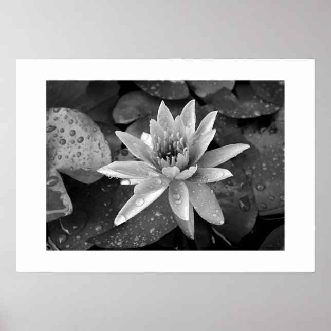 Poster Lotus (Framsidan)