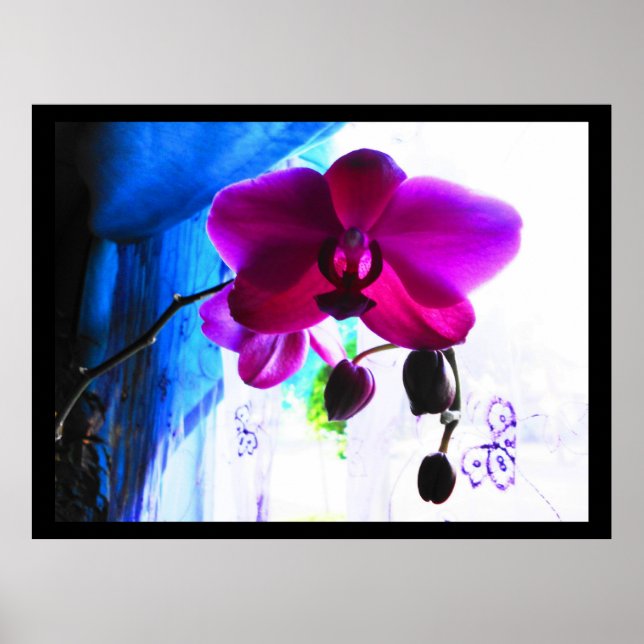 Poster, Magenta Orchid, bakgrundsalternativ för fä Poster (Framsidan)