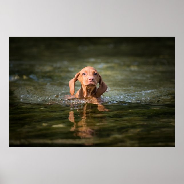 Poster Magyar Vizsla Puppy verschiedene Größen!! (Framsidan)