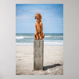 Poster Magyar Vizsla verschiedene Größen!!