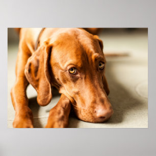 Poster Magyar Vizsla verschiedene Größen!!