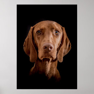 Poster Magyar Vizsla verschiedene Größen!!