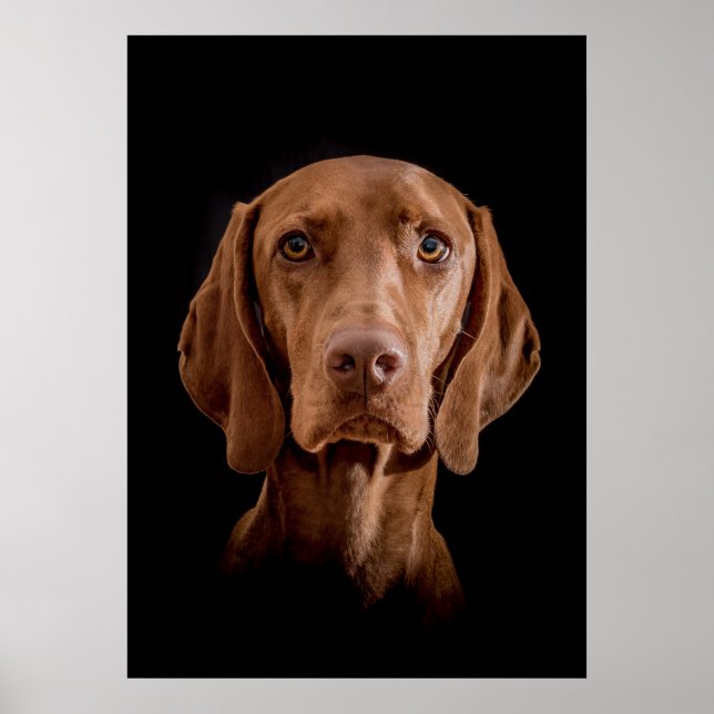 Poster Magyar Vizsla verschiedene Größen!! (Framsidan)