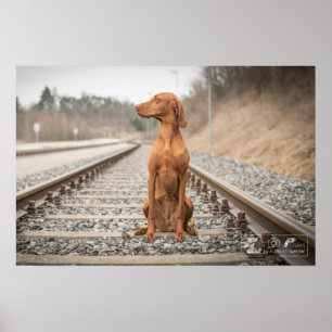 Poster Magyar Vizsla verschiedene Größen!!