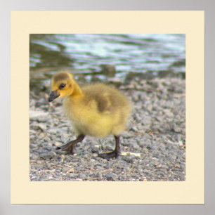 Poster målfotofoto