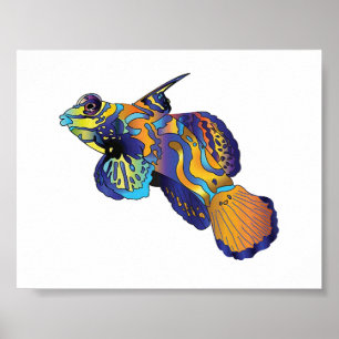 Poster - Mandarinfisk