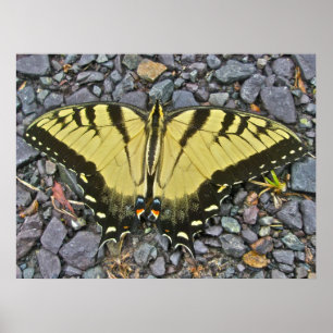 Poster manlig Östra Tiger Swallowtail Butterfly