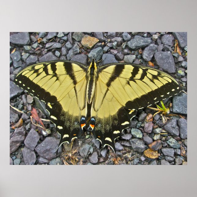 Poster manlig Östra Tiger Swallowtail Butterfly (Framsidan)