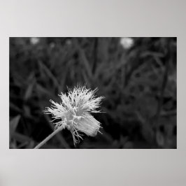 Poster Maria fecha a porta  - danificada