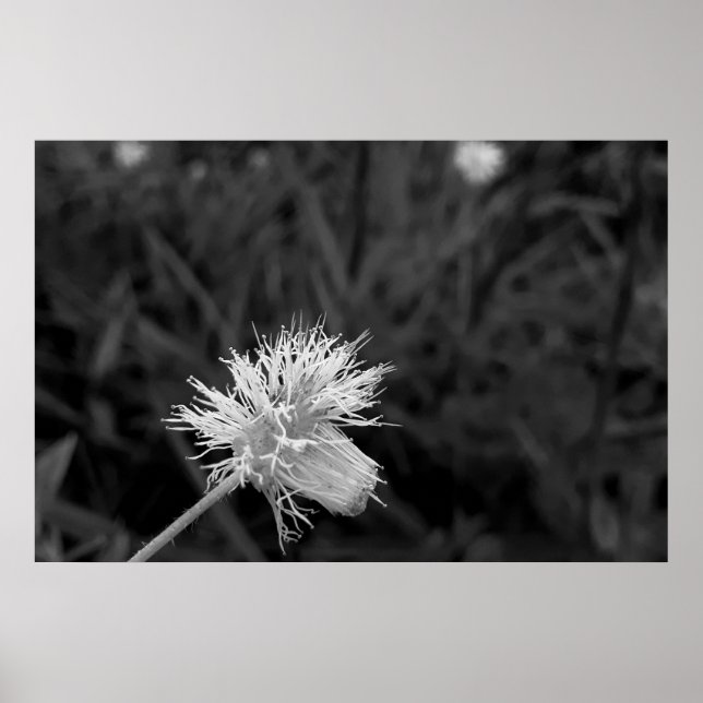 Poster Maria fecha a porta  - danificada (Framsidan)