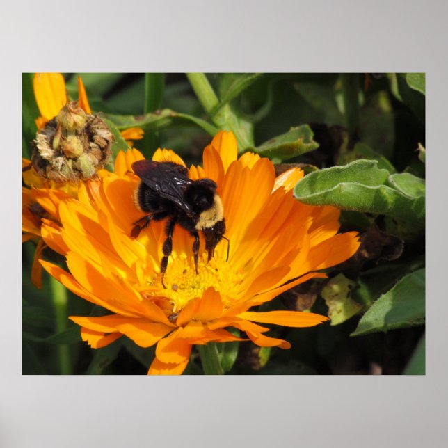 Poster - Mata i Calendula (Framsidan)