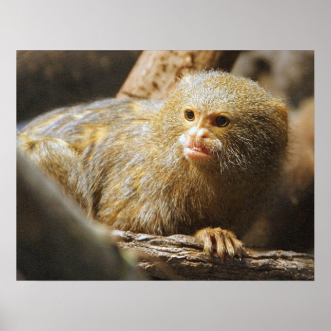 Poster med apa (Framsidan)