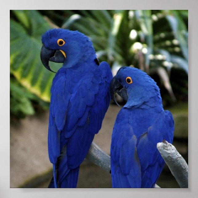 Poster med blå parrots-foto (Framsidan)