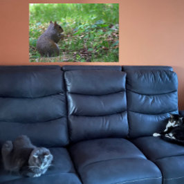 Poster med ekorrefoto