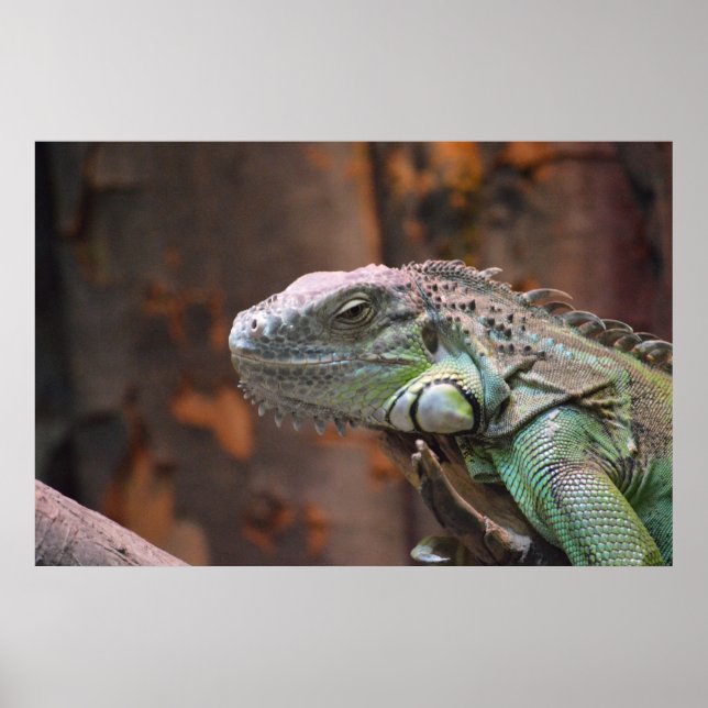 Poster med färglös Iguana-ödla (Framsidan)